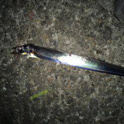 太刀魚釣行　渋い。